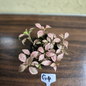#G4 Fittonia Pink