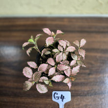 Load image into Gallery viewer, #G4 Fittonia Pink