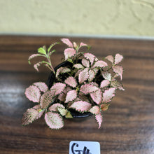 Load image into Gallery viewer, #G4 Fittonia Pink