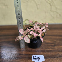Load image into Gallery viewer, #G4 Fittonia Pink