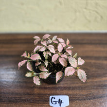 Load image into Gallery viewer, #G4 Fittonia Pink