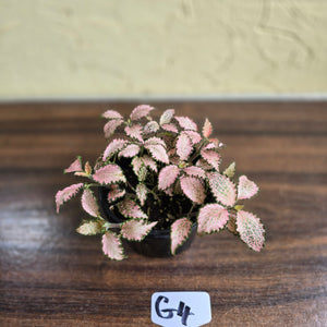 #G4 Fittonia Pink