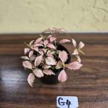 Load image into Gallery viewer, #G4 Fittonia Pink
