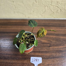 Load image into Gallery viewer, #J781 Variegated Philodendron Micans