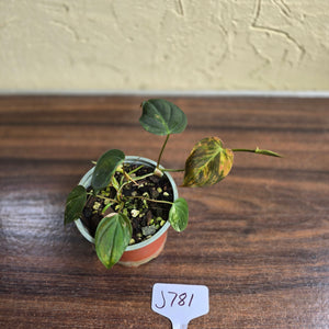 #J781 Variegated Philodendron Micans