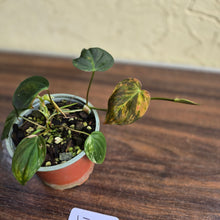 Load image into Gallery viewer, #J781 Variegated Philodendron Micans