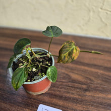 Load image into Gallery viewer, #J781 Variegated Philodendron Micans