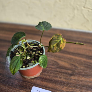 #J781 Variegated Philodendron Micans
