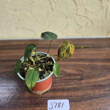 Load image into Gallery viewer, #J781 Variegated Philodendron Micans