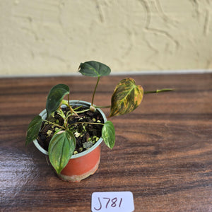 #J781 Variegated Philodendron Micans