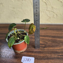 Load image into Gallery viewer, #J781 Variegated Philodendron Micans