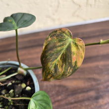 Load image into Gallery viewer, #J781 Variegated Philodendron Micans