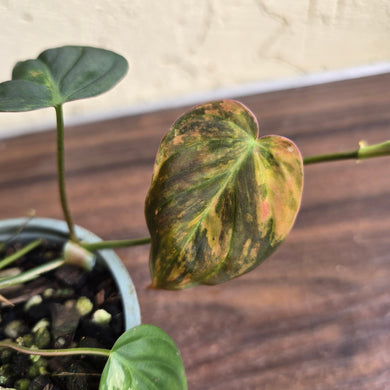 #J781 Variegated Philodendron Micans