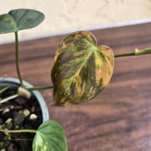 Load image into Gallery viewer, #J781 Variegated Philodendron Micans