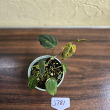Load image into Gallery viewer, #J781 Variegated Philodendron Micans