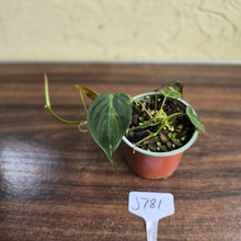 Load image into Gallery viewer, #J781 Variegated Philodendron Micans