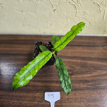 Load image into Gallery viewer, #P5 Hoya Villosa