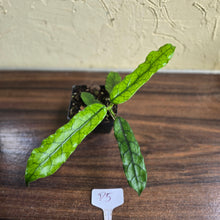 Load image into Gallery viewer, #P5 Hoya Villosa