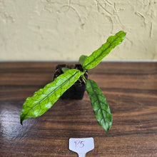 Load image into Gallery viewer, #P5 Hoya Villosa