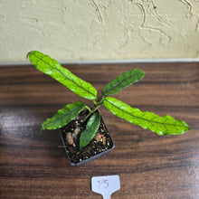 Load image into Gallery viewer, #P5 Hoya Villosa