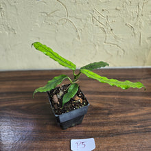 Load image into Gallery viewer, #P5 Hoya Villosa