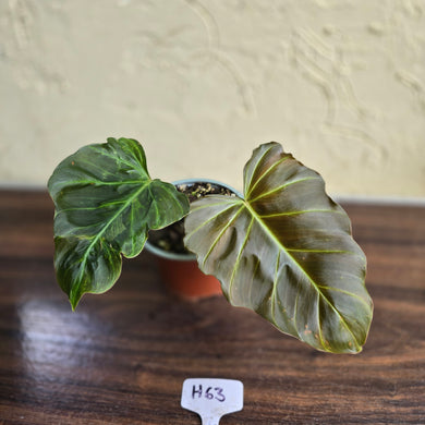 #H63 Philodendron Corsinianum / Bronze Shield