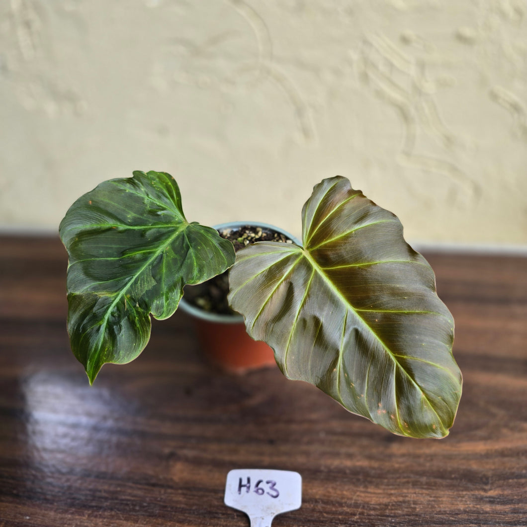 #H63 Philodendron Corsinianum / Bronze Shield