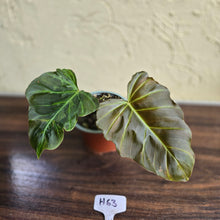 Load image into Gallery viewer, #H63 Philodendron Corsinianum / Bronze Shield
