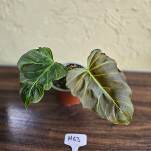 #H63 Philodendron Corsinianum / Bronze Shield