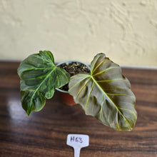 Load image into Gallery viewer, #H63 Philodendron Corsinianum / Bronze Shield
