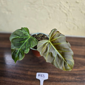 #H63 Philodendron Corsinianum / Bronze Shield