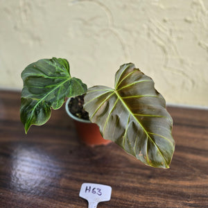 #H63 Philodendron Corsinianum / Bronze Shield