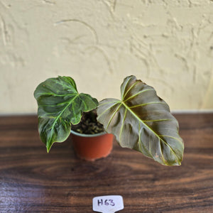 #H63 Philodendron Corsinianum / Bronze Shield