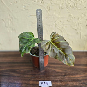 #H63 Philodendron Corsinianum / Bronze Shield
