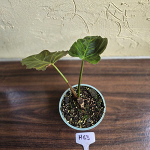 #H63 Philodendron Corsinianum / Bronze Shield