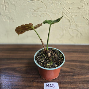 #H63 Philodendron Corsinianum / Bronze Shield