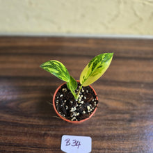 Load image into Gallery viewer, #B34 Variegated Philodendron Green Congo