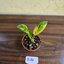 Load image into Gallery viewer, #B34 Variegated Philodendron Green Congo