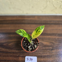 Load image into Gallery viewer, #B34 Variegated Philodendron Green Congo