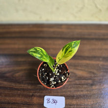 Load image into Gallery viewer, #B34 Variegated Philodendron Green Congo