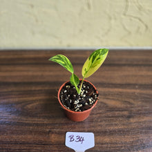 Load image into Gallery viewer, #B34 Variegated Philodendron Green Congo