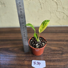 Load image into Gallery viewer, #B34 Variegated Philodendron Green Congo