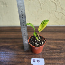 Load image into Gallery viewer, #B34 Variegated Philodendron Green Congo