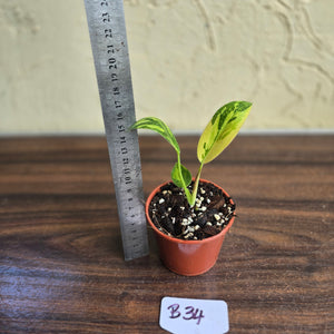 #B34 Variegated Philodendron Green Congo