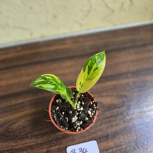 Load image into Gallery viewer, #B34 Variegated Philodendron Green Congo