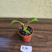 Load image into Gallery viewer, #B34 Variegated Philodendron Green Congo