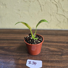 Load image into Gallery viewer, #B34 Variegated Philodendron Green Congo