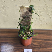 Load image into Gallery viewer, #111 Rhaphidophora Cryptantha + Rhaphidophora Hayi