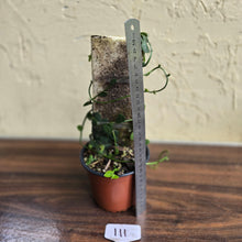 Load image into Gallery viewer, #111 Rhaphidophora Cryptantha + Rhaphidophora Hayi