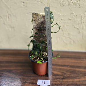 #111 Rhaphidophora Cryptantha + Rhaphidophora Hayi